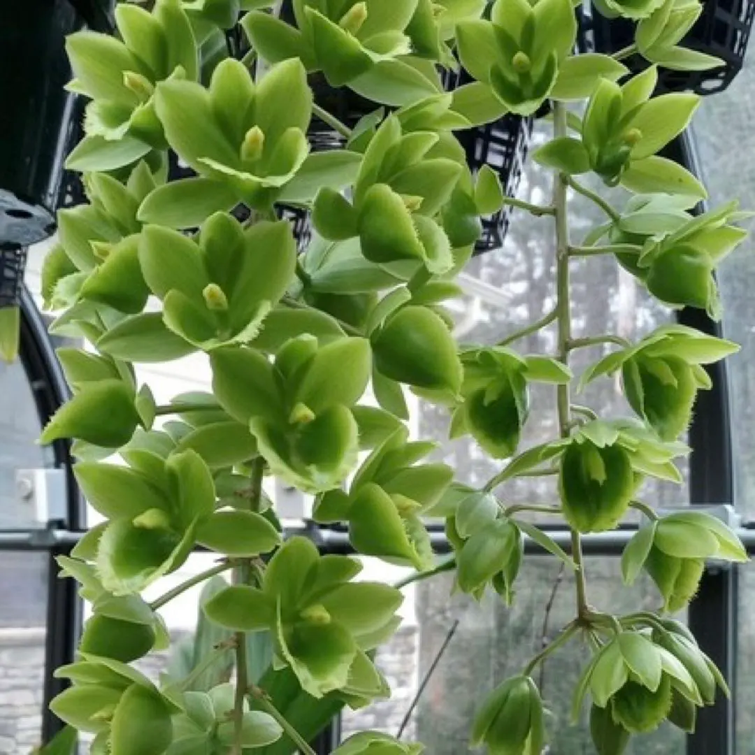 2026年最新】たけのこ蘭の人気アイテム - メルカリ