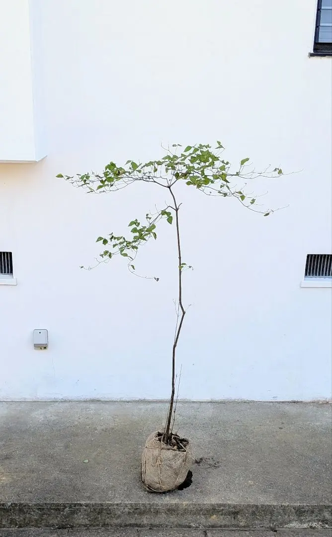 2026年最新】ミツバツツジの人気アイテム - メルカリ