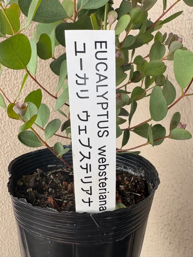 2026年最新】ユーカリ ウェブステリアナの人気アイテム - メルカリ