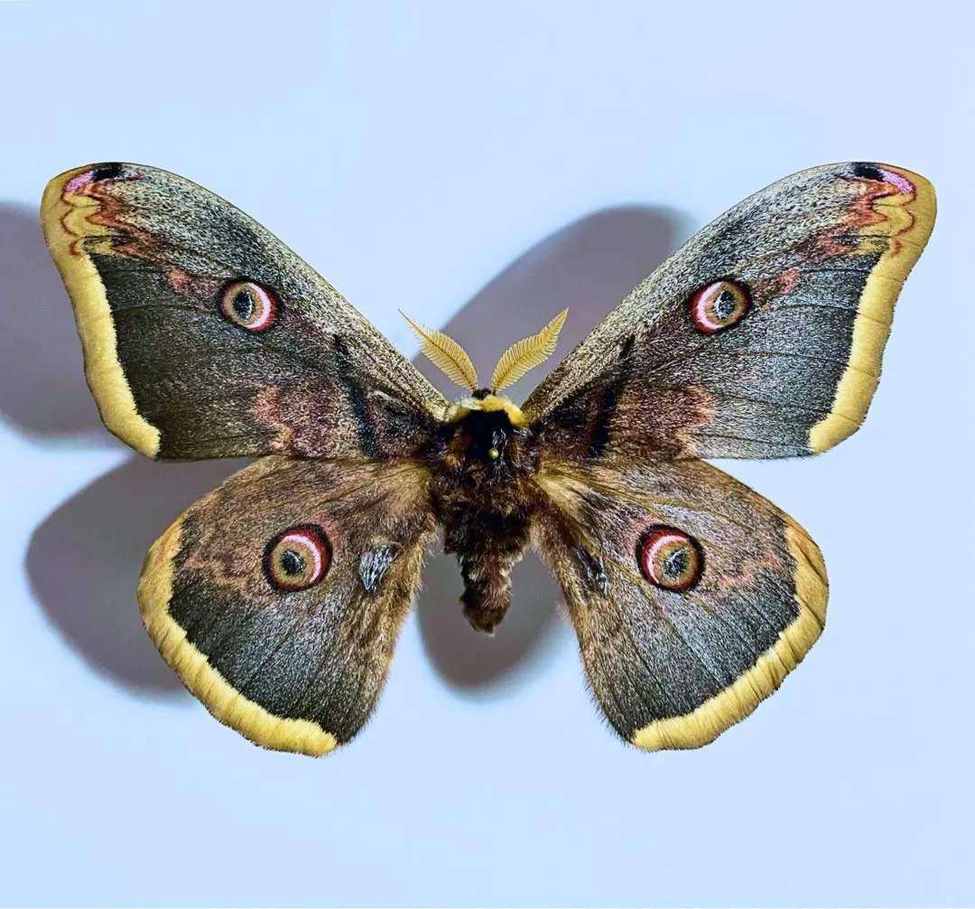 2026年最新】ヤママユ 昆虫標本の人気アイテム - メルカリ