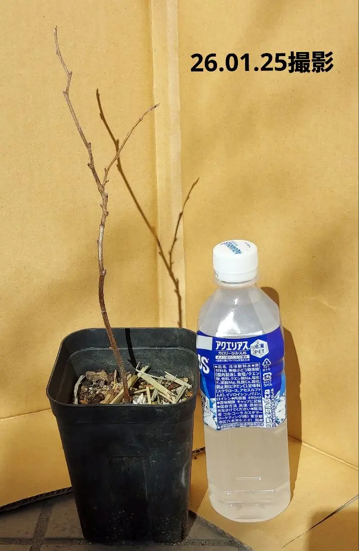 2026年最新】ラズベリー トゥラミーンの人気アイテム - メルカリ