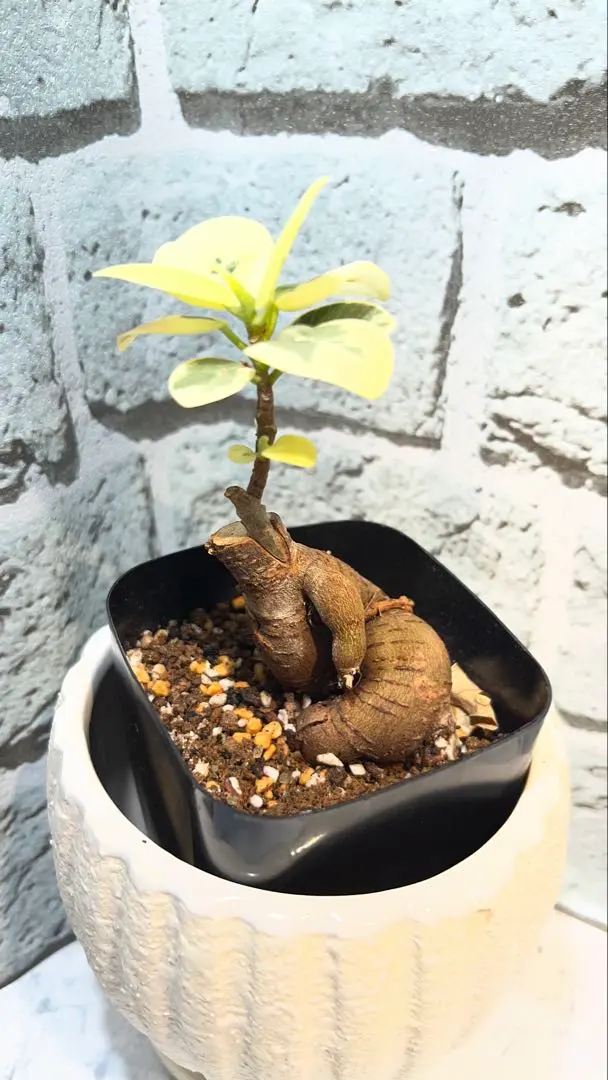 2026年最新】パンダガジュマル斑入りの人気アイテム - メルカリ