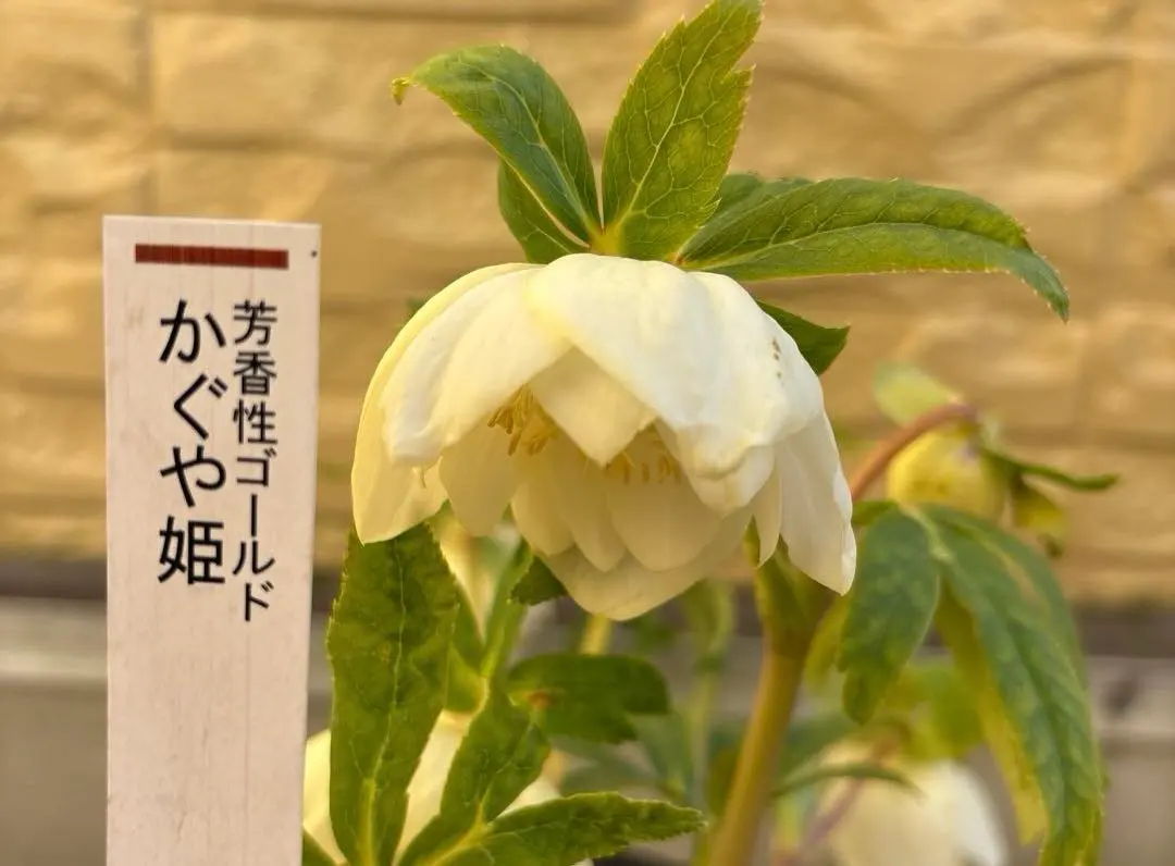 2026年最新】かぐや姫 クリスマスローズの人気アイテム - メルカリ