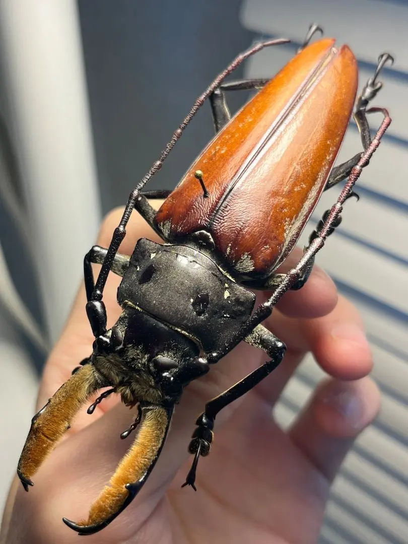 2026年最新】オオキバウスバカミキリ 標本の人気アイテム - メルカリ