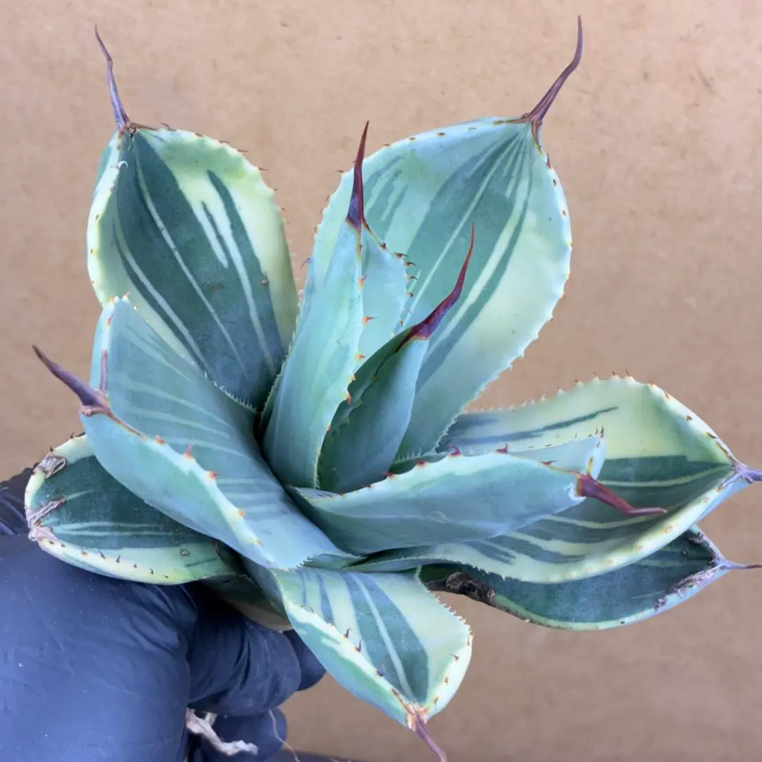 2026年最新】トランカータ 斑入りの人気アイテム - メルカリ