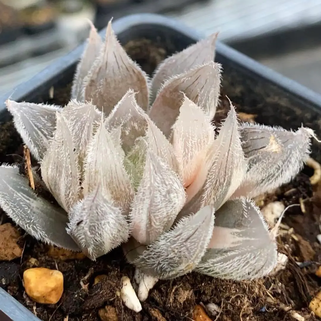 2026年最新】白狐伝 ハオルチアの人気アイテム - メルカリ