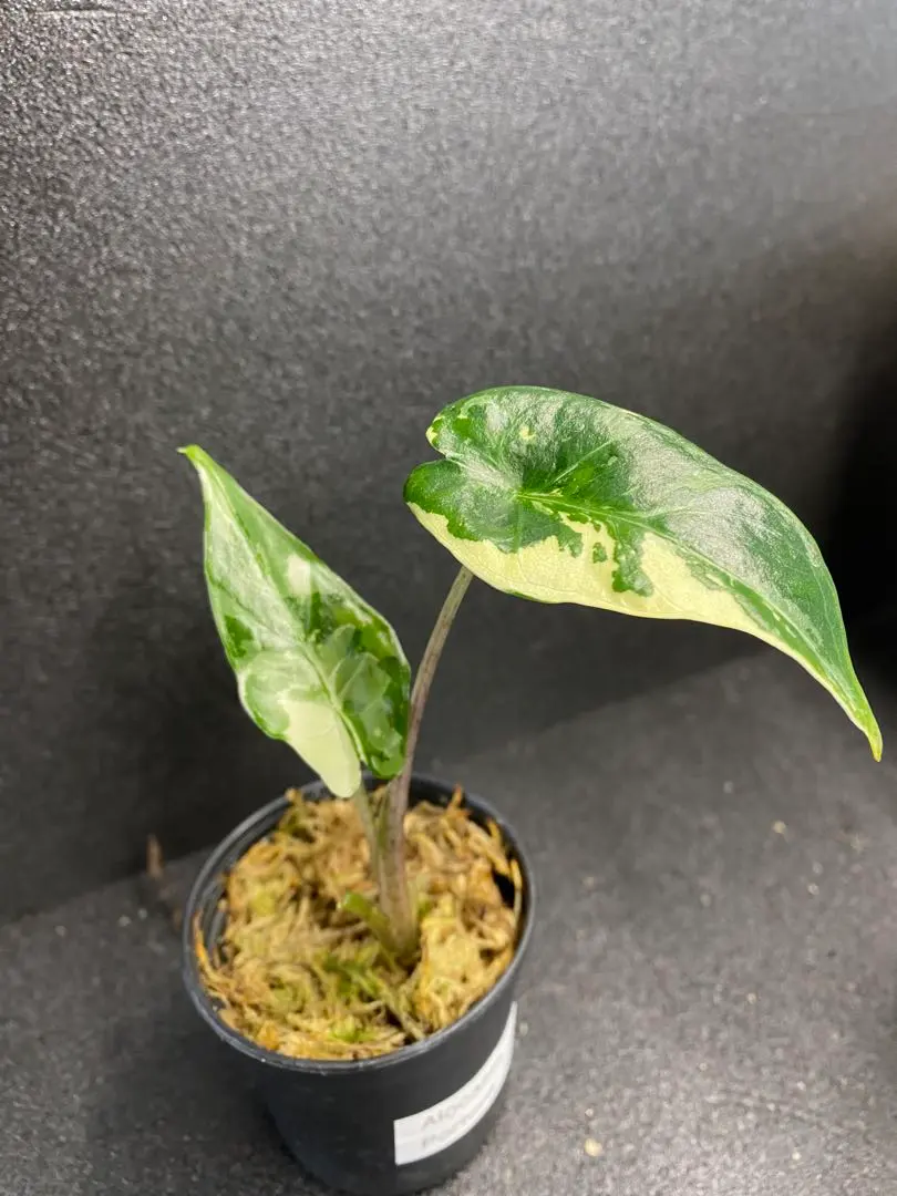 2026年最新】アロカシア ポルトドラの人気アイテム - メルカリ