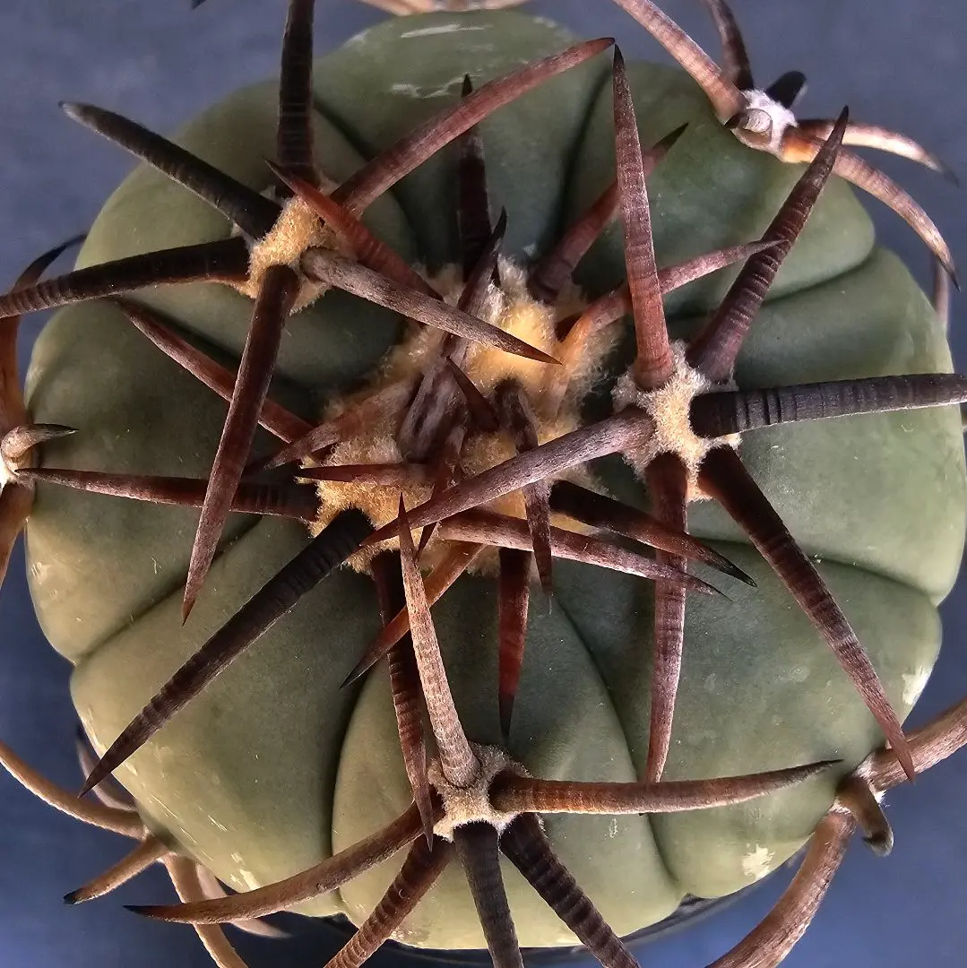 2026年最新】エキノカクタス 雷帝の人気アイテム - メルカリ