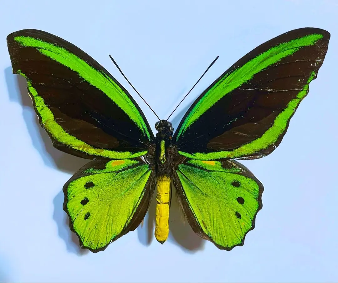 2026年最新】ミドリメガネトリバネアゲハの人気アイテム - メルカリ