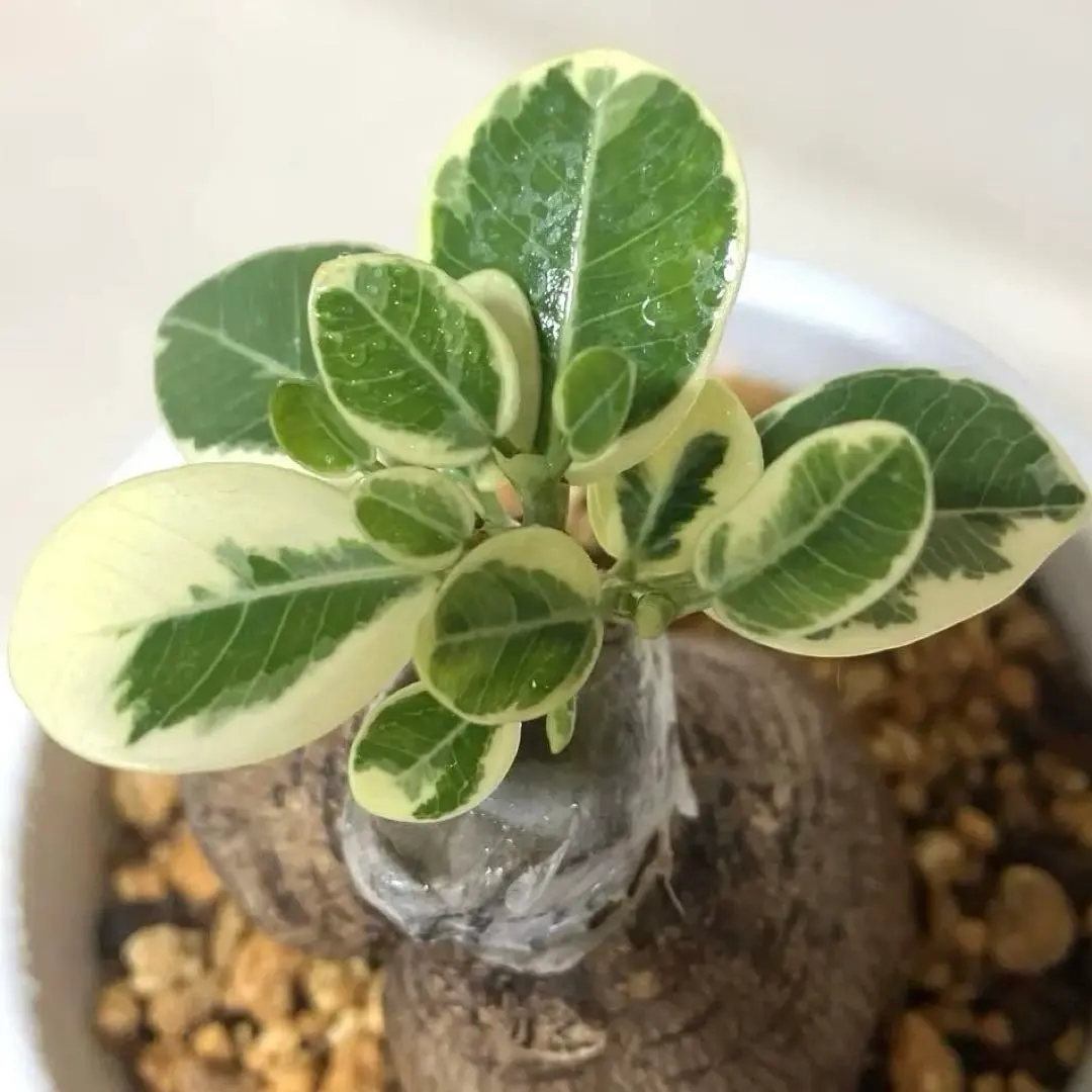 2026年最新】パンダガジュマル斑入りの人気アイテム - メルカリ