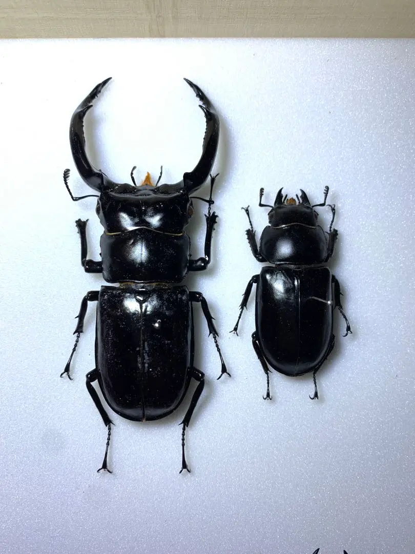 2026年最新】シカクワガタ 標本の人気アイテム - メルカリ