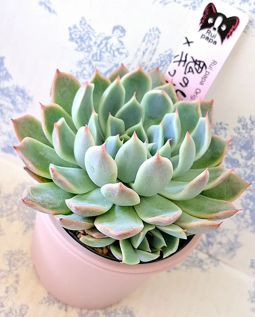 2026年最新】ルイパパさん苗の人気アイテム - メルカリ