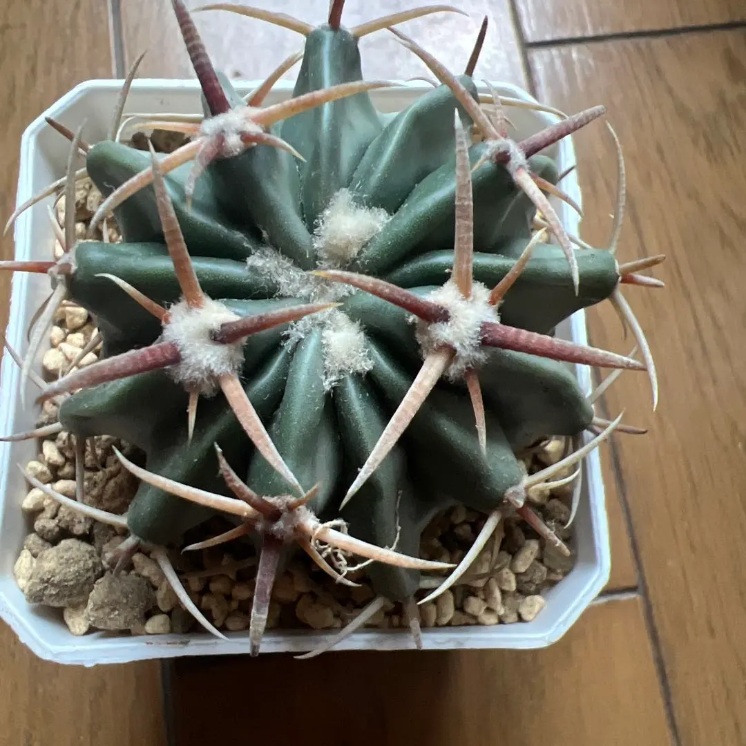 2026年最新】サボテン 綾波の人気アイテム - メルカリ