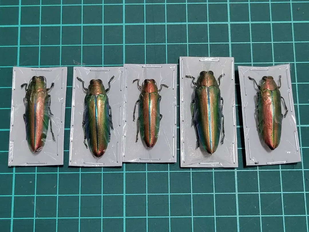 2026年最新】ルリタマムシの人気アイテム - メルカリ