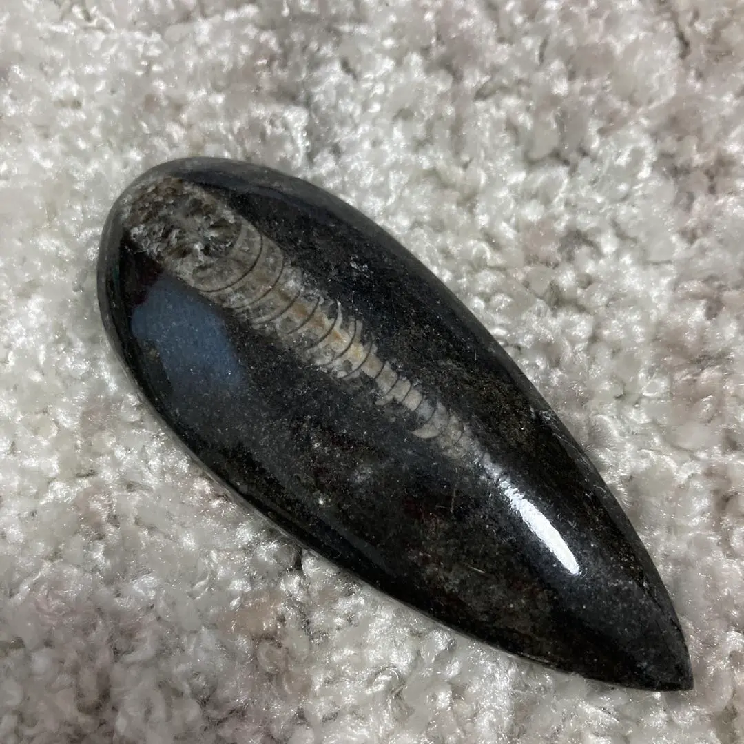 2026年最新】オルソセラスの人気アイテム - メルカリ