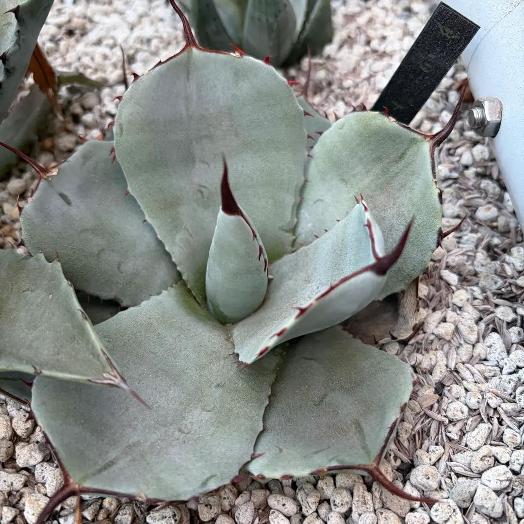 2026年最新】アガベ パリー トランカータ ハンティントンの人気