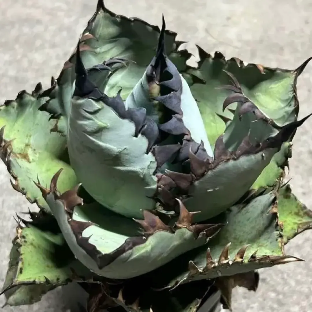 2026年最新】チタノタ ビーストの人気アイテム - メルカリ