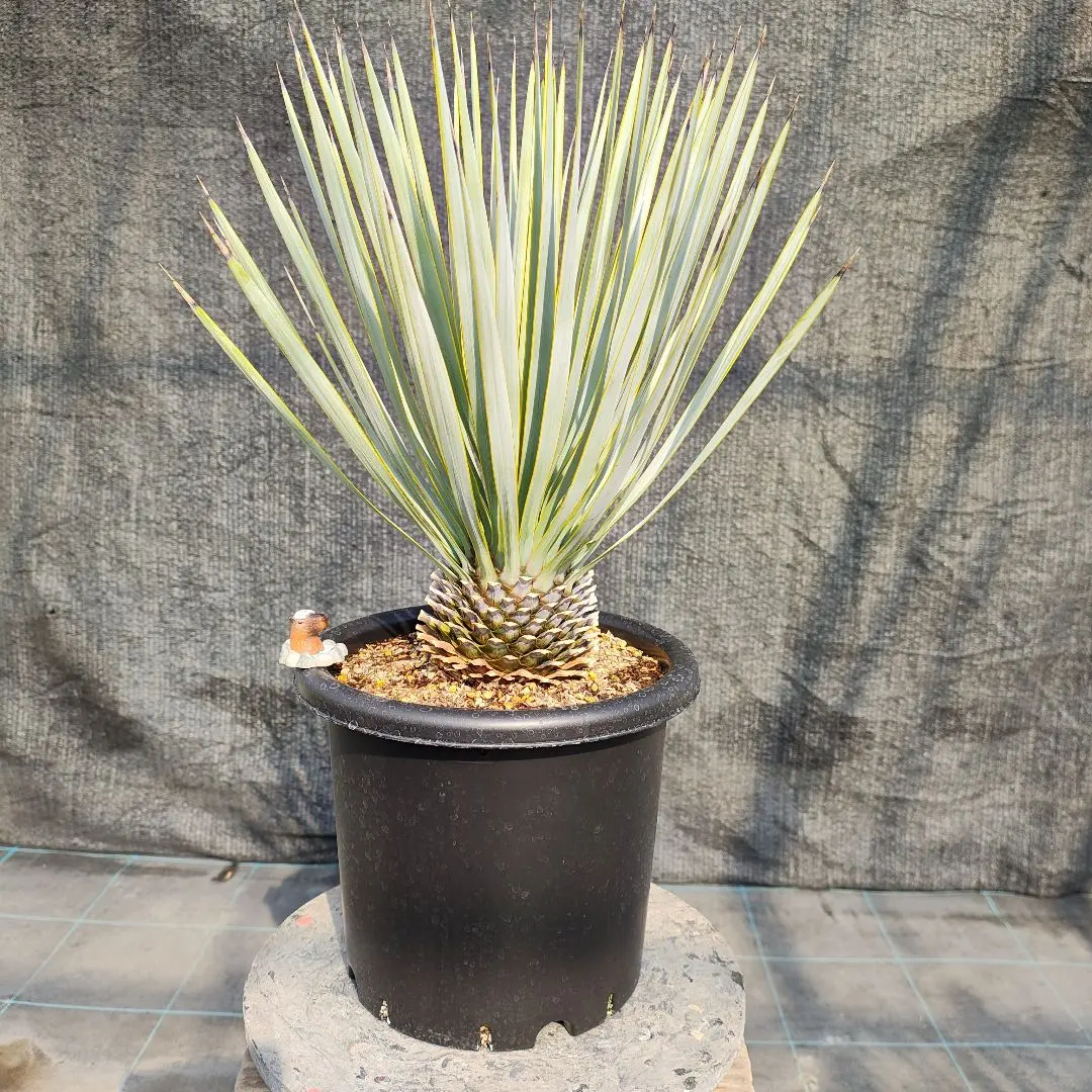 2026年最新】ユッカリギダの人気アイテム - メルカリ