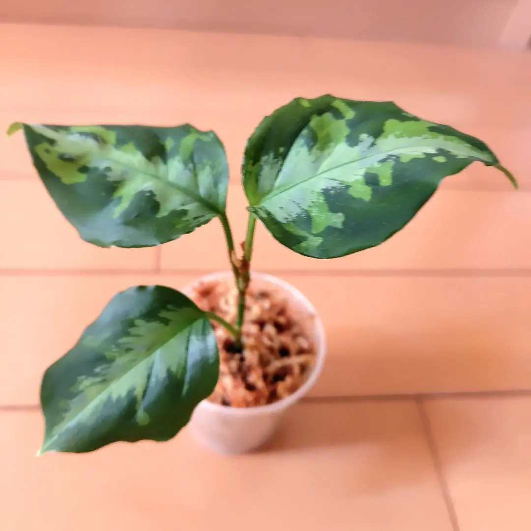 2026年最新】アグラオネマ ピクタム マルチカラーの人気アイテム