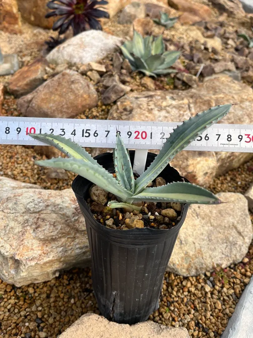 2026年最新】アガベ アメリカーナ・エクスパンサの人気アイテム - メルカリ