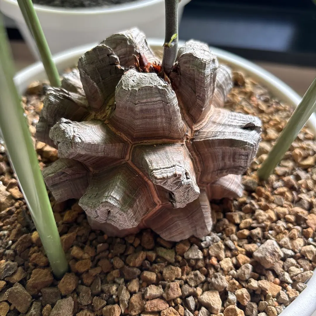 2026年最新】亀甲竜 長谷川の人気アイテム - メルカリ