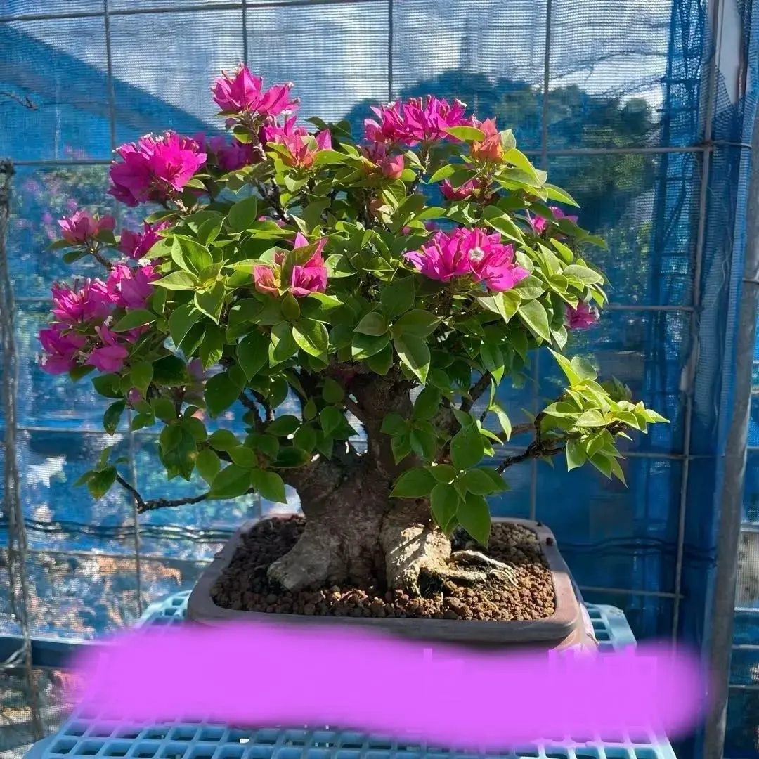 2026年最新】ブーゲンビリア 盆栽の人気アイテム - メルカリ