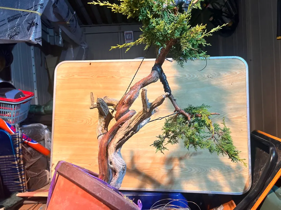 2026年最新】真柏 山採りの人気アイテム - メルカリ