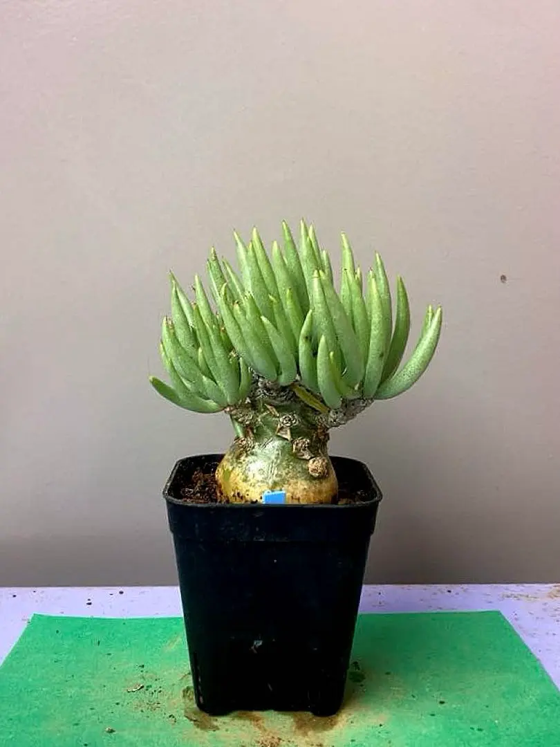 2026年最新】チレコドン ペアルソニーの人気アイテム - メルカリ