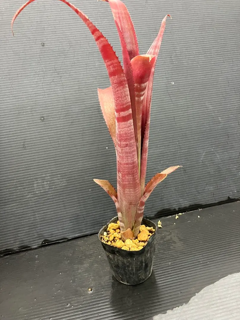 2026年最新】ビルベルギアダースベイダーの人気アイテム - メルカリ