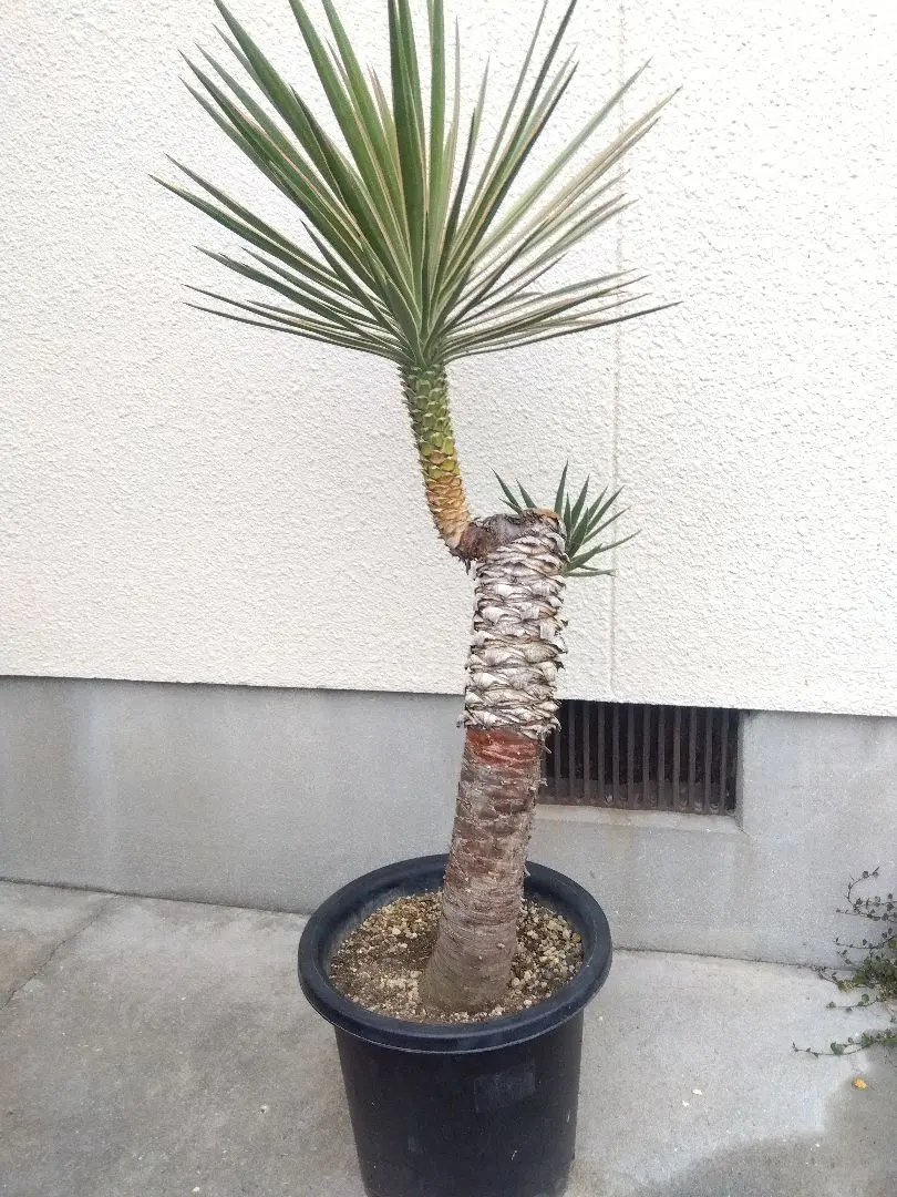 2026年最新】ユッカロストラータ ダブルヘッドの人気アイテム - メルカリ