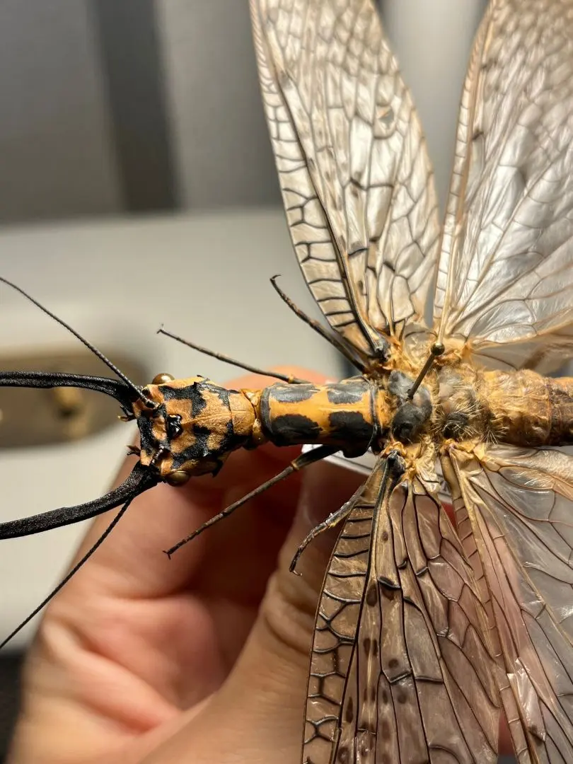 2026年最新】オオキバヘビトンボの人気アイテム - メルカリ