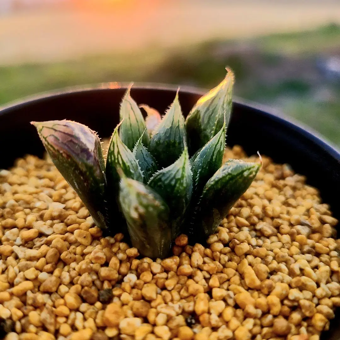 2026年最新】ハオルチア ナイルの一滴の人気アイテム - メルカリ