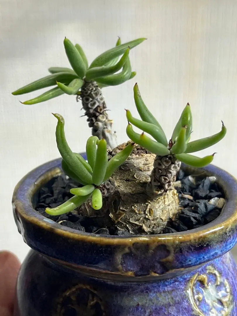 2026年最新】チレコドン ペアルソニーの人気アイテム - メルカリ