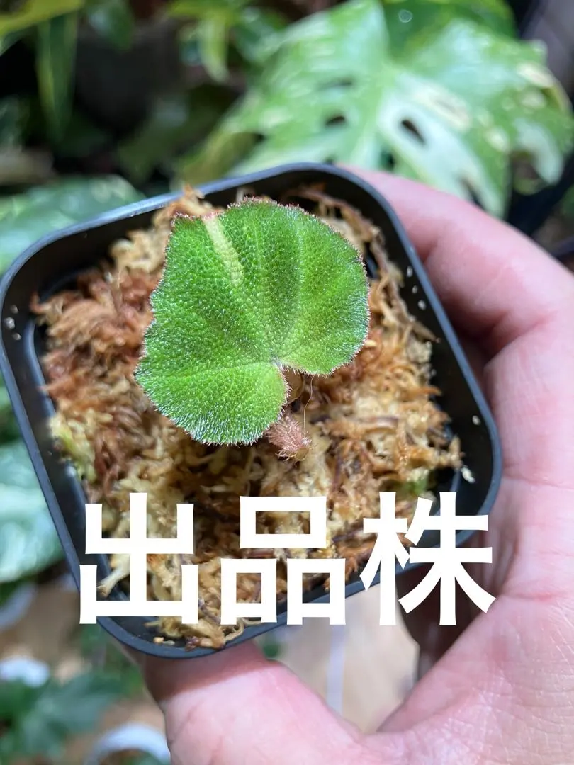 2026年最新】ベゴニアソリムタータの人気アイテム - メルカリ