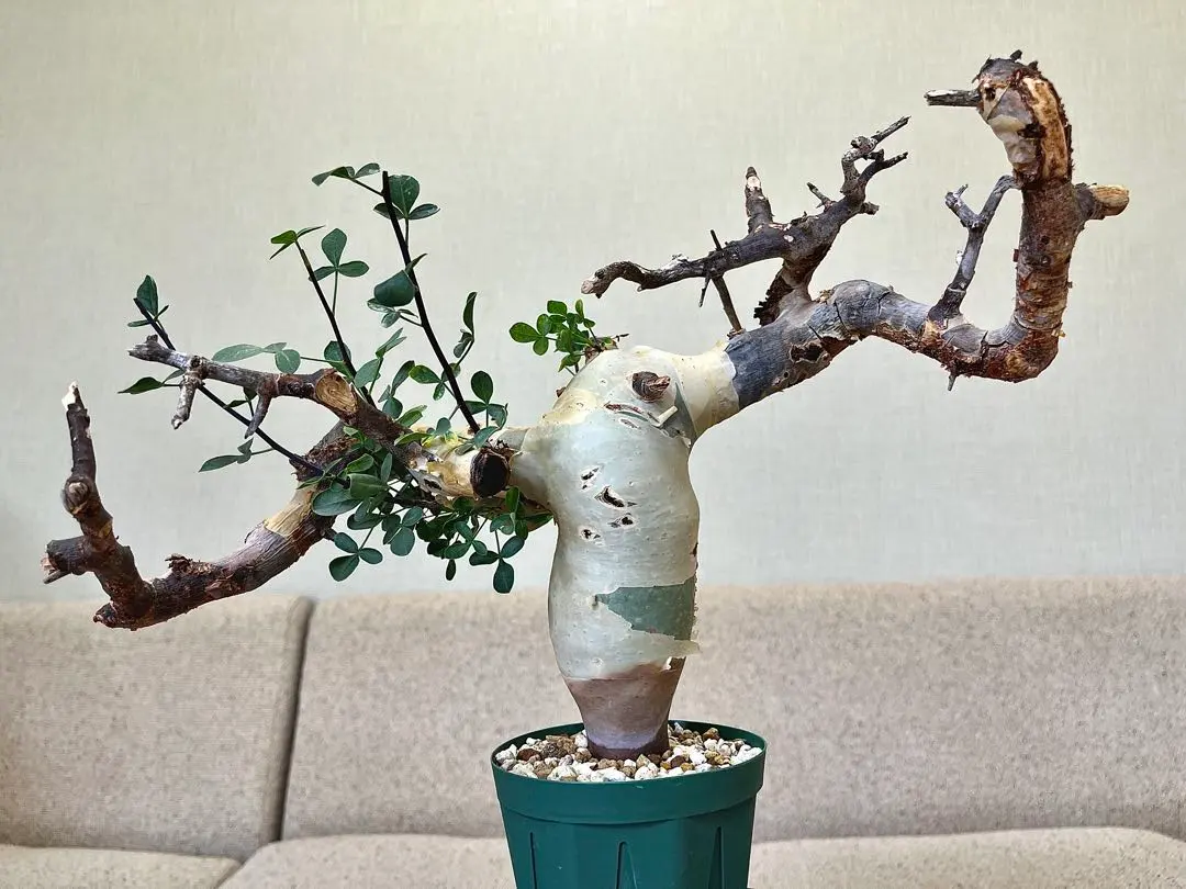 2026年最新】ピュアカタフの人気アイテム - メルカリ