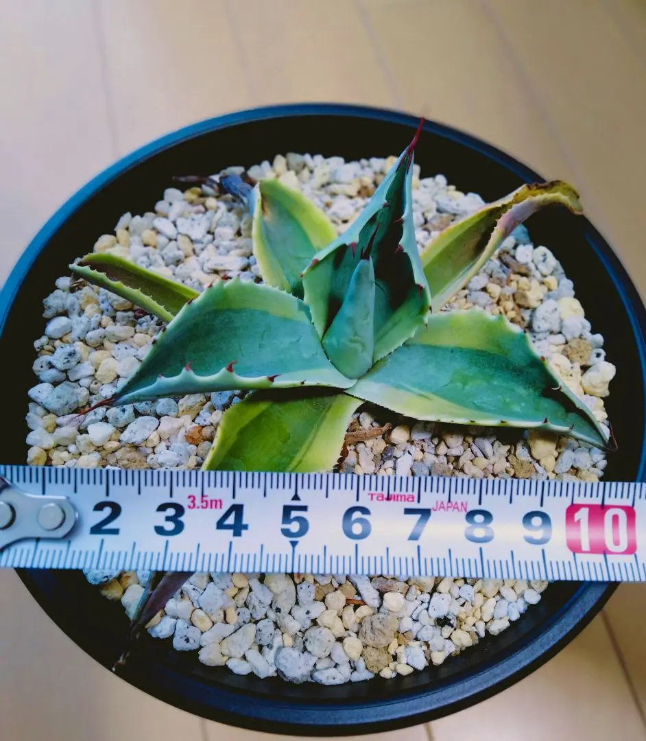 2026年最新】オバティフォリア錦の人気アイテム - メルカリ