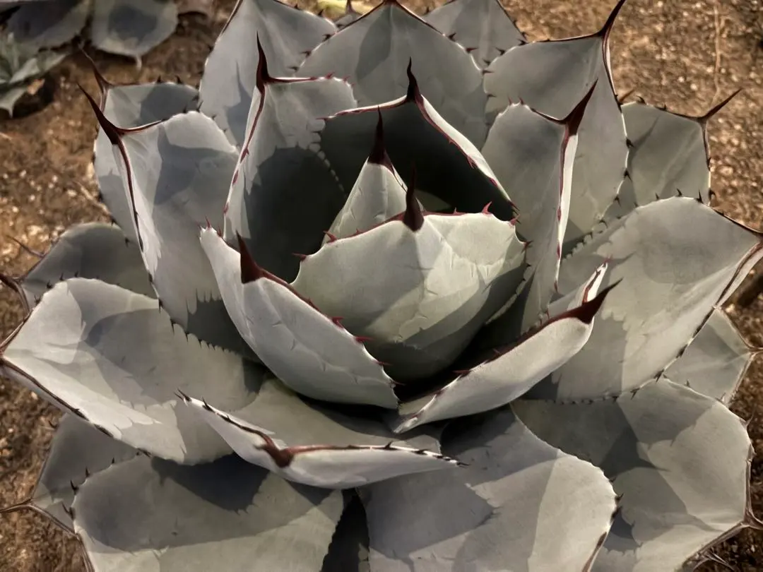 2026年最新】アガベ パリー トランカータ ハンティントンの人気