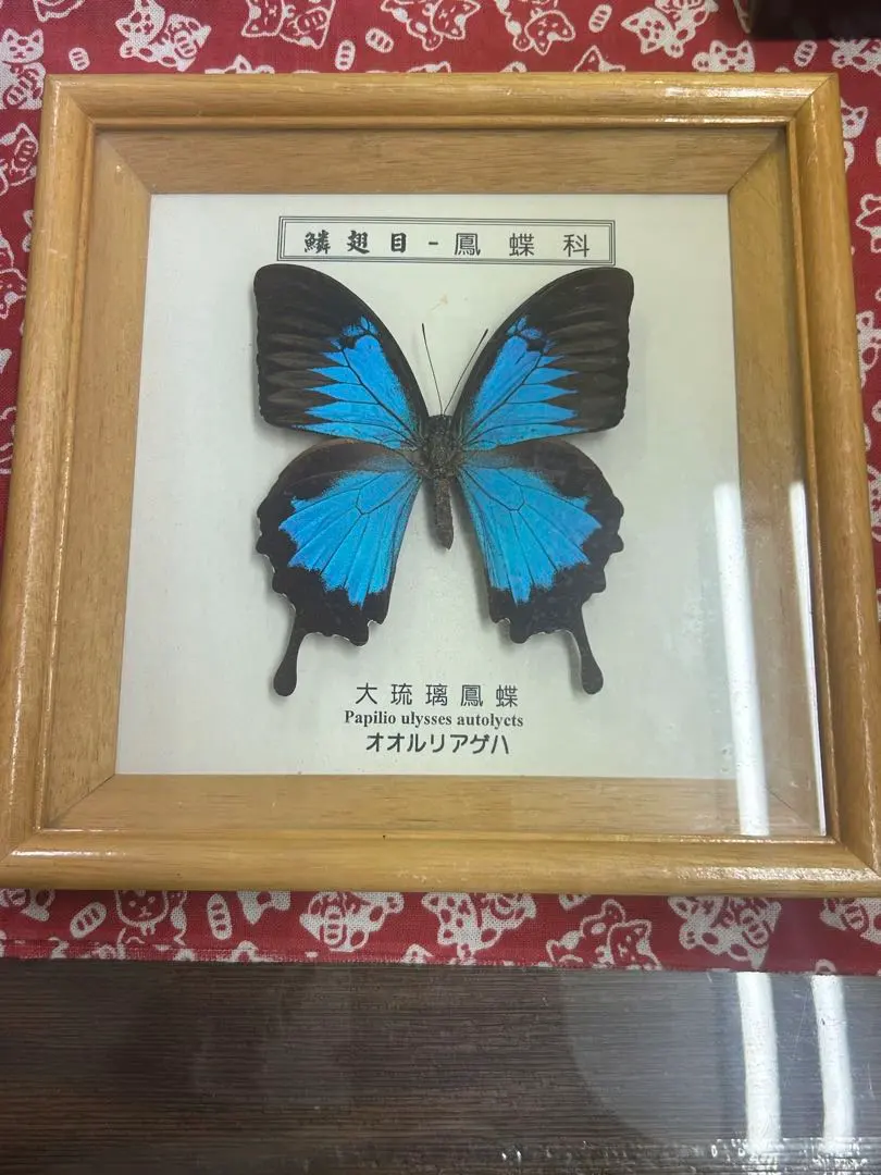 2026年最新】オオルリアゲハ 標本の人気アイテム - メルカリ