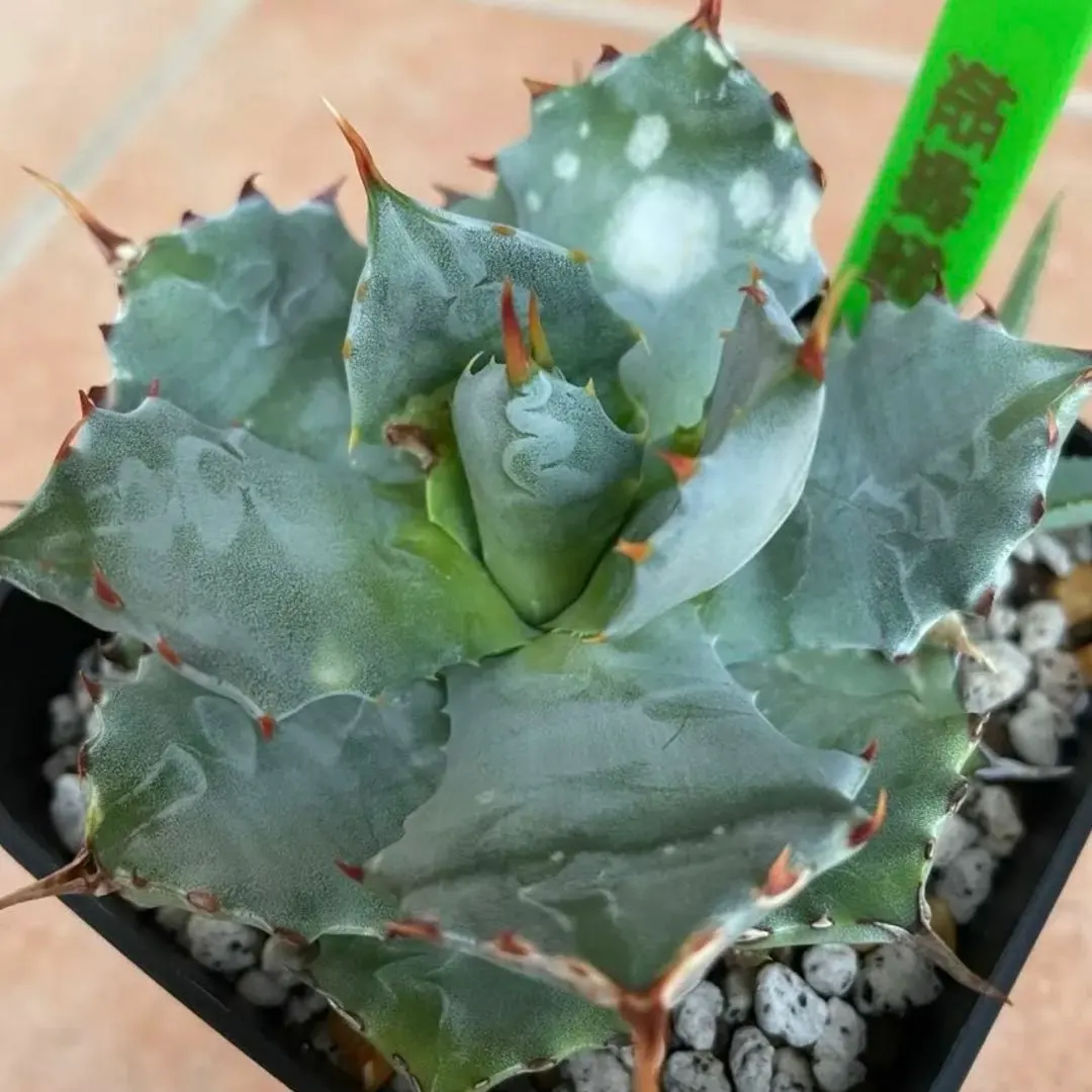 2026年最新】イシスメンシス 姫蠍蟹の人気アイテム - メルカリ