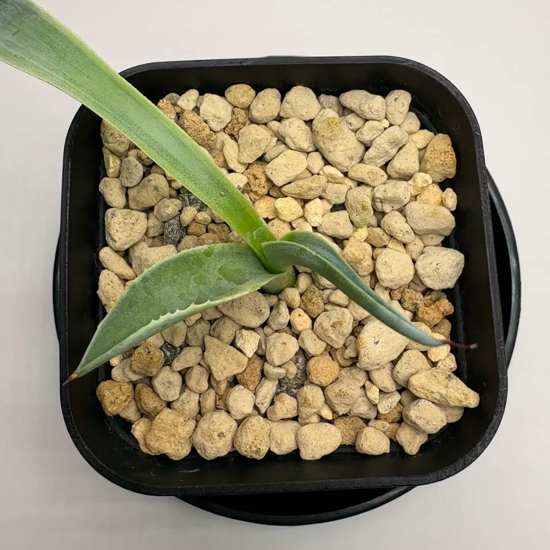 2026年最新】オバティフォリア キラーの人気アイテム - メルカリ