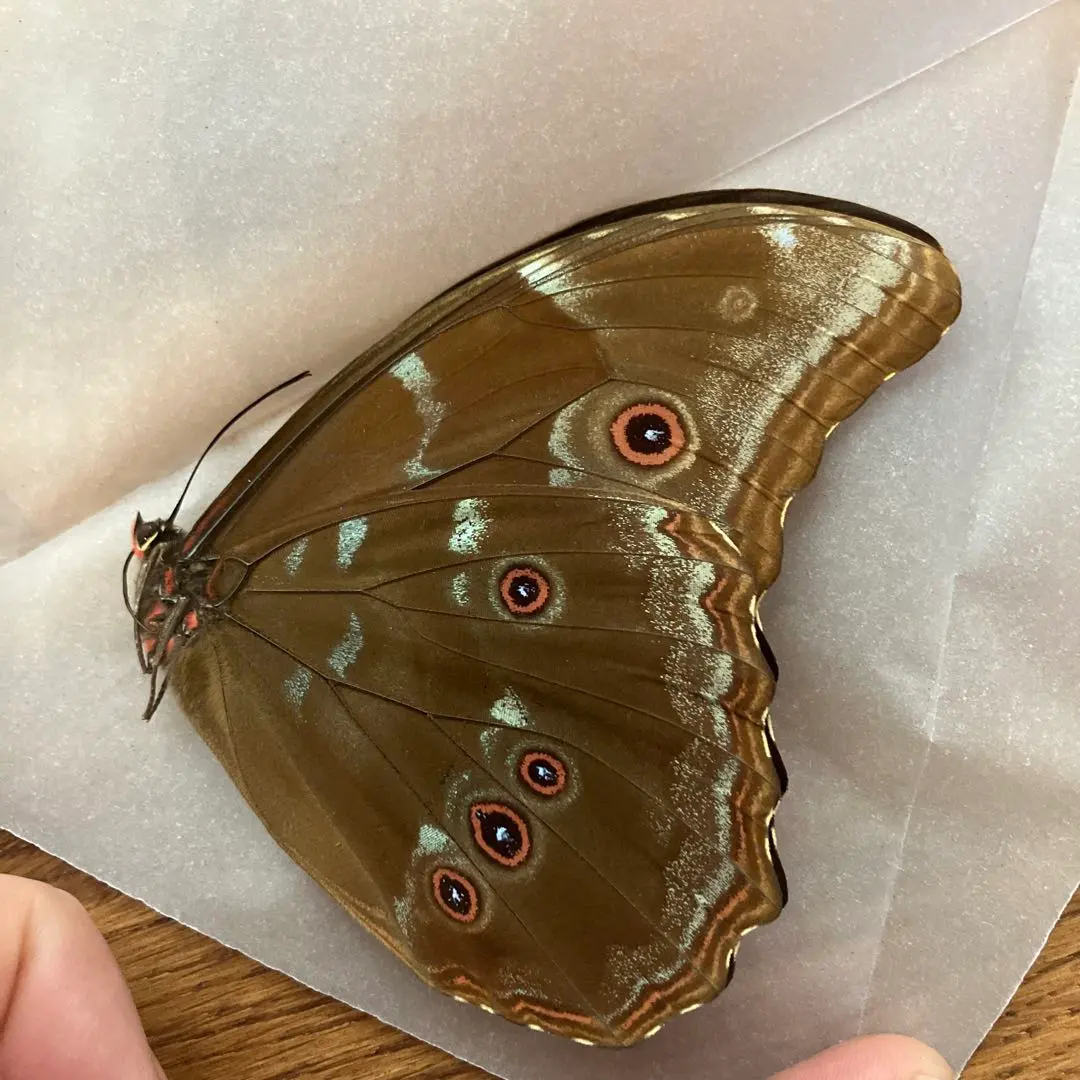 2026年最新】ディディウスモルフォの人気アイテム - メルカリ