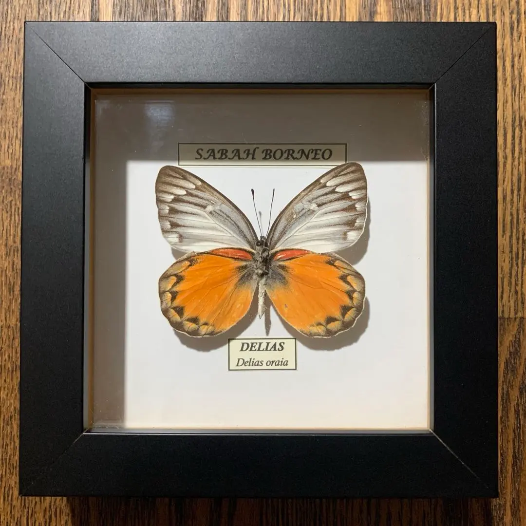 2026年最新】標本 蝶 マレーシアの人気アイテム - メルカリ