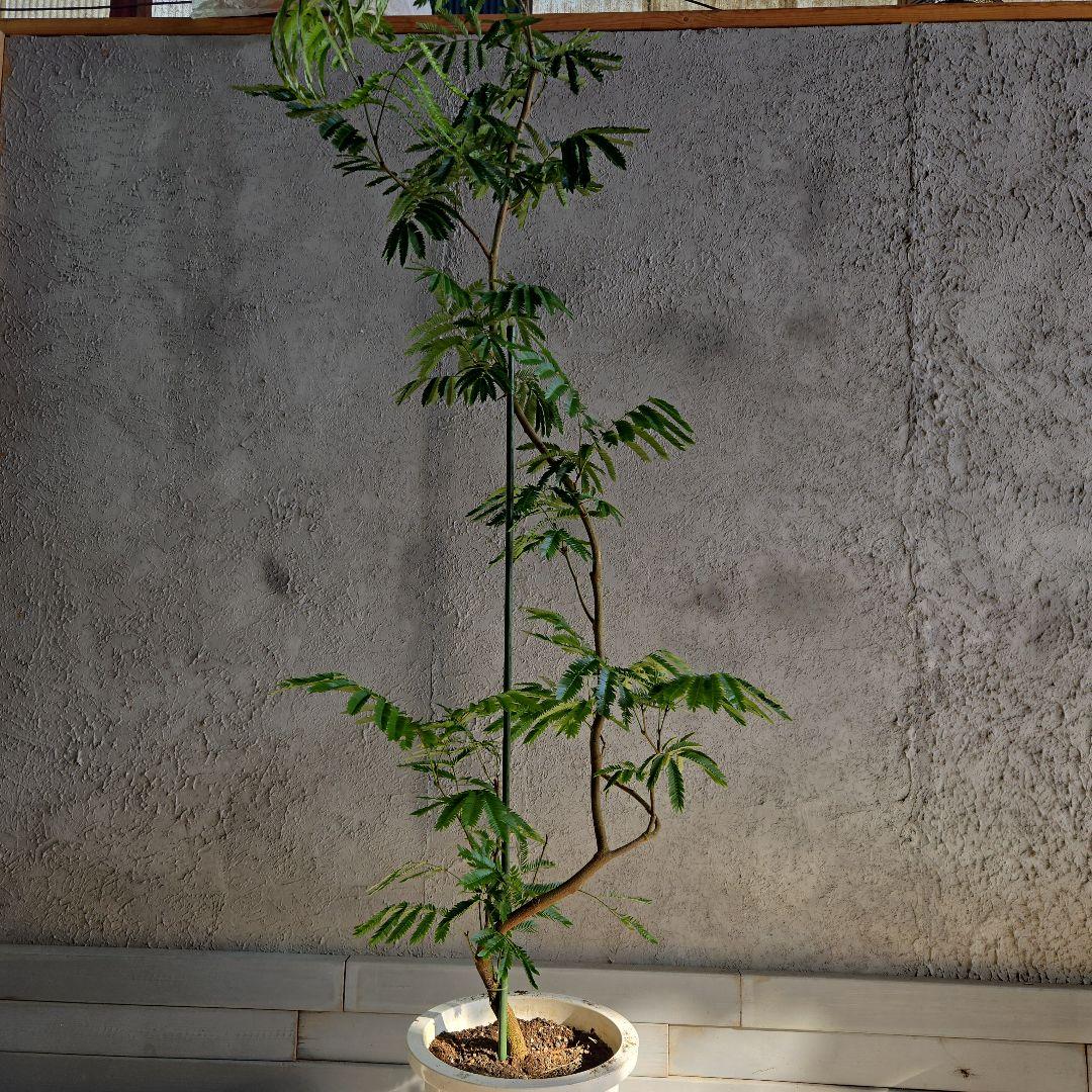 ⑪ エバーフレッシュ 曲がり仕立て 10号 特大苗木最高等級極上品