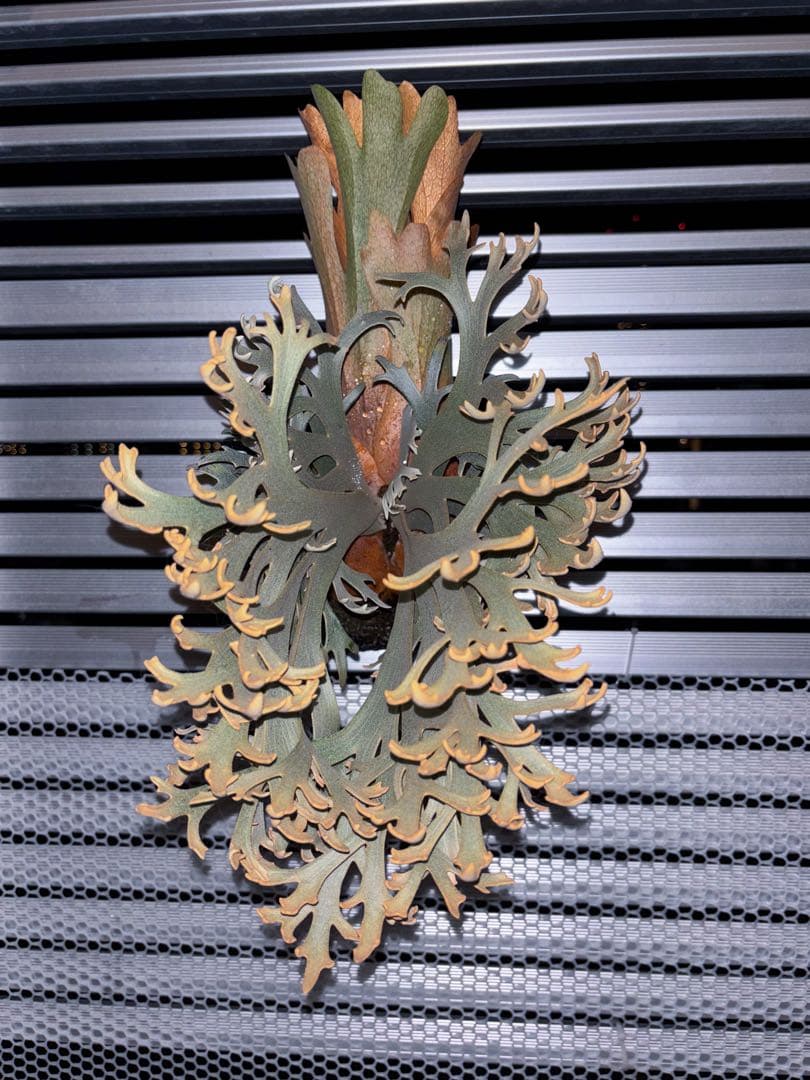 willinckii Jenny #1 & OMG胞子 セット ビカクシダ