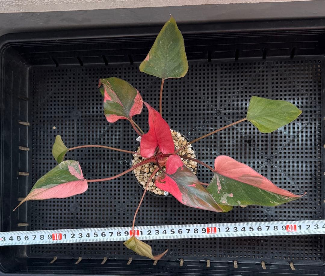 希少 ホマロメナ ピンクダイヤモンド 大型美株 鉢ごとメルカリ便②