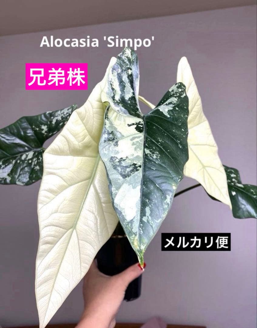 テ*ー様 【超希少‼️美株✨】アロカシア　シンポ　アルボ　斑入り　白斑　レア　人 Secret Bazaar | _ 『 アロカシア・シンポ 斑入り 』 Alocasia simpo