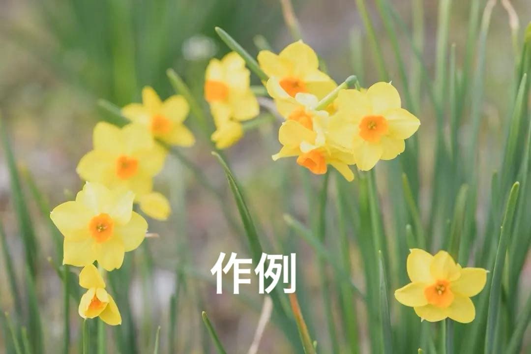 タイムセール⬜️Nikon Z 5 ボディ（即発送可能）⬜️ - メルカリ