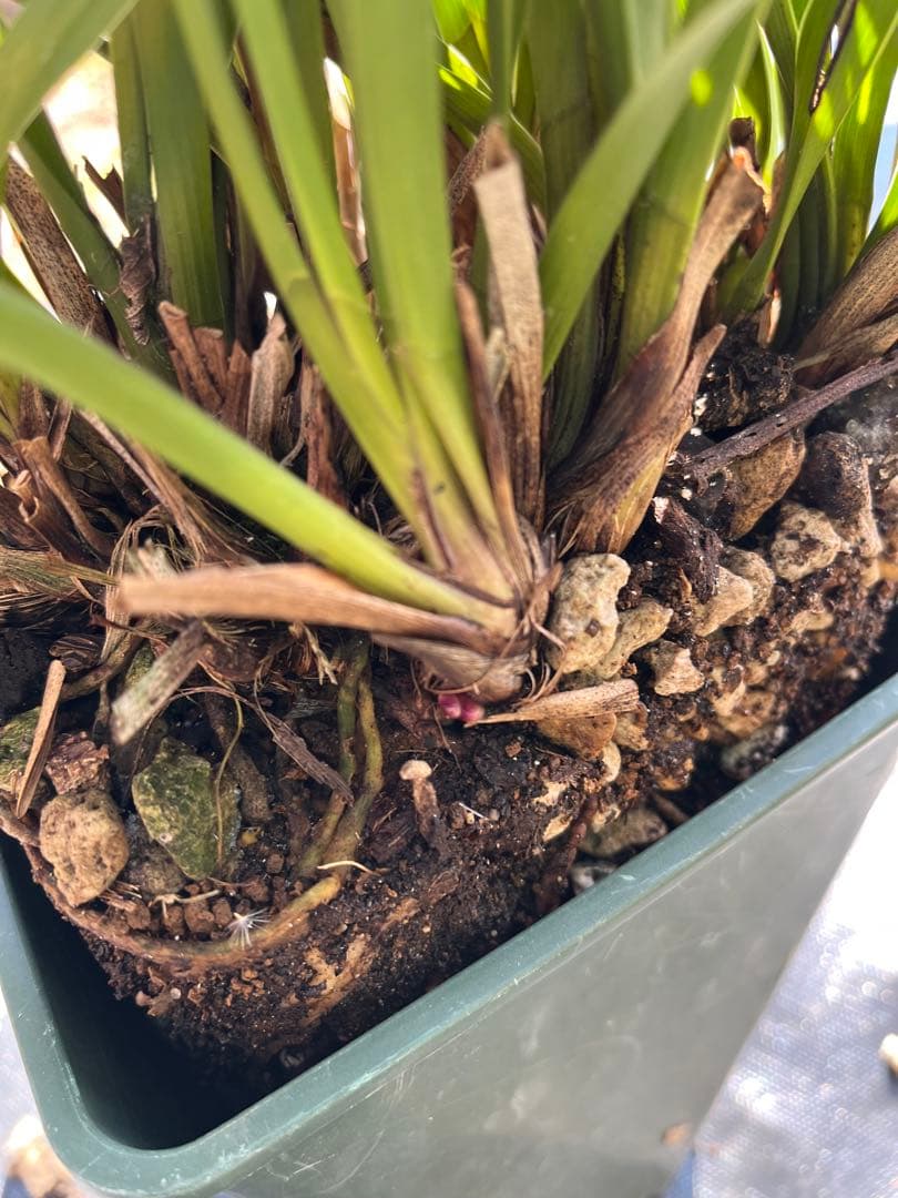 ⭐️キンリョウヘン 大株 新芽あり。（花芽か不明、花色→赤または黄