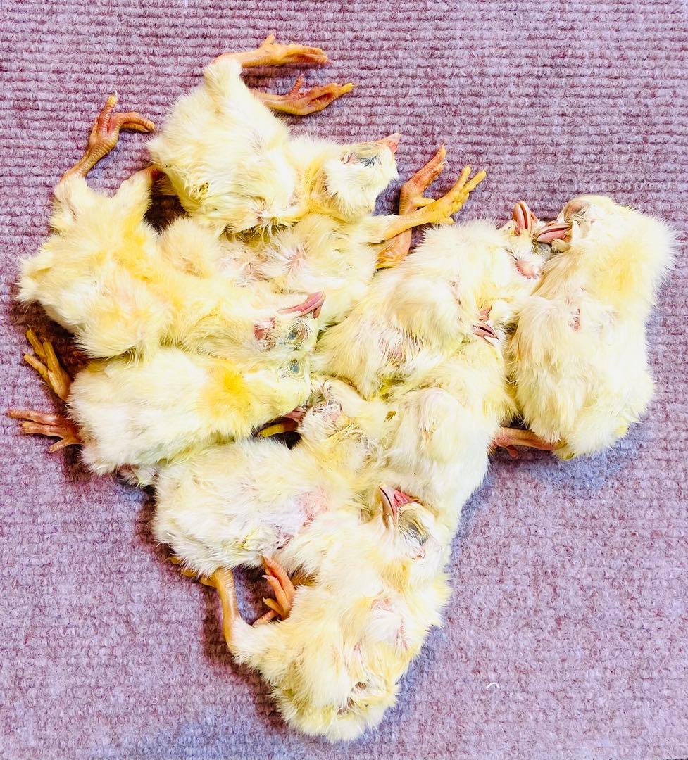 リピート購入で＋10羽】 送料無料 国産 新鮮安全 冷凍ひよこ 300羽