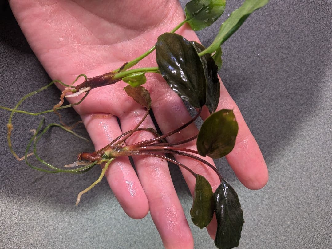 Homalomena aff. vitifolius 赤備 若蛙手 - メルカリ